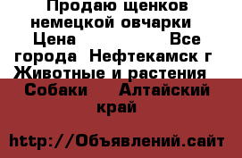 Продаю щенков немецкой овчарки › Цена ­ 5000-6000 - Все города, Нефтекамск г. Животные и растения » Собаки   . Алтайский край